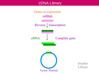 cDNA Library
mRNA
Reverse transcription
Genes in expression
Complete gene
Smaller
Library
Vector: Plasmid
cDNA
 
