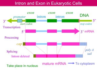 Intron and Exon in Eukaryotic Cells
mRNA
DNA
5’ 3’
cap
poly A
tail
exon exonexon
intron intron
mature mRNA
Processing
Transcription
Splicing
promotor
3’ 5’
Take place in nucleus
start codon stop codon
To cytoplasm
Intron deleted
 