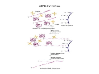 mRNA Extraction
 