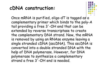 cDNA construction:
Once mRNA is purified, oligo-dT is tagged as a
complementary primer which binds to the poly-A
tail providing a free 3'-OH end that can be
extended by reverse transcriptase to create
the complementary DNA strand. Now, the mRNA
is removed by using an RNAse enzyme leaving a
single stranded cDNA (sscDNA). This sscDNA is
converted into a double stranded DNA with the
help of DNA polymerase. However, for DNA
polymerase to synthesize a complementary
strand a free 3'-OH end is needed.
 