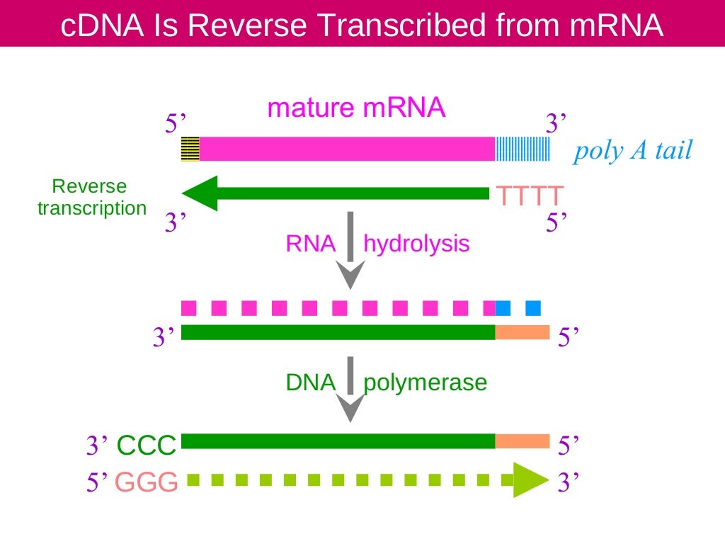 CDNA Library preparation. ppt for Jamil sir