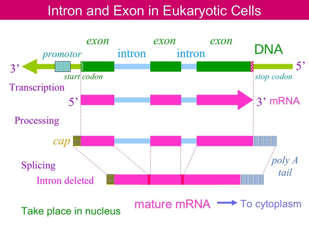 CDNA Library preparation. ppt for Jamil sir