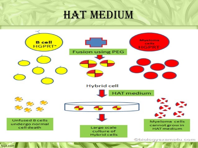 hat medium