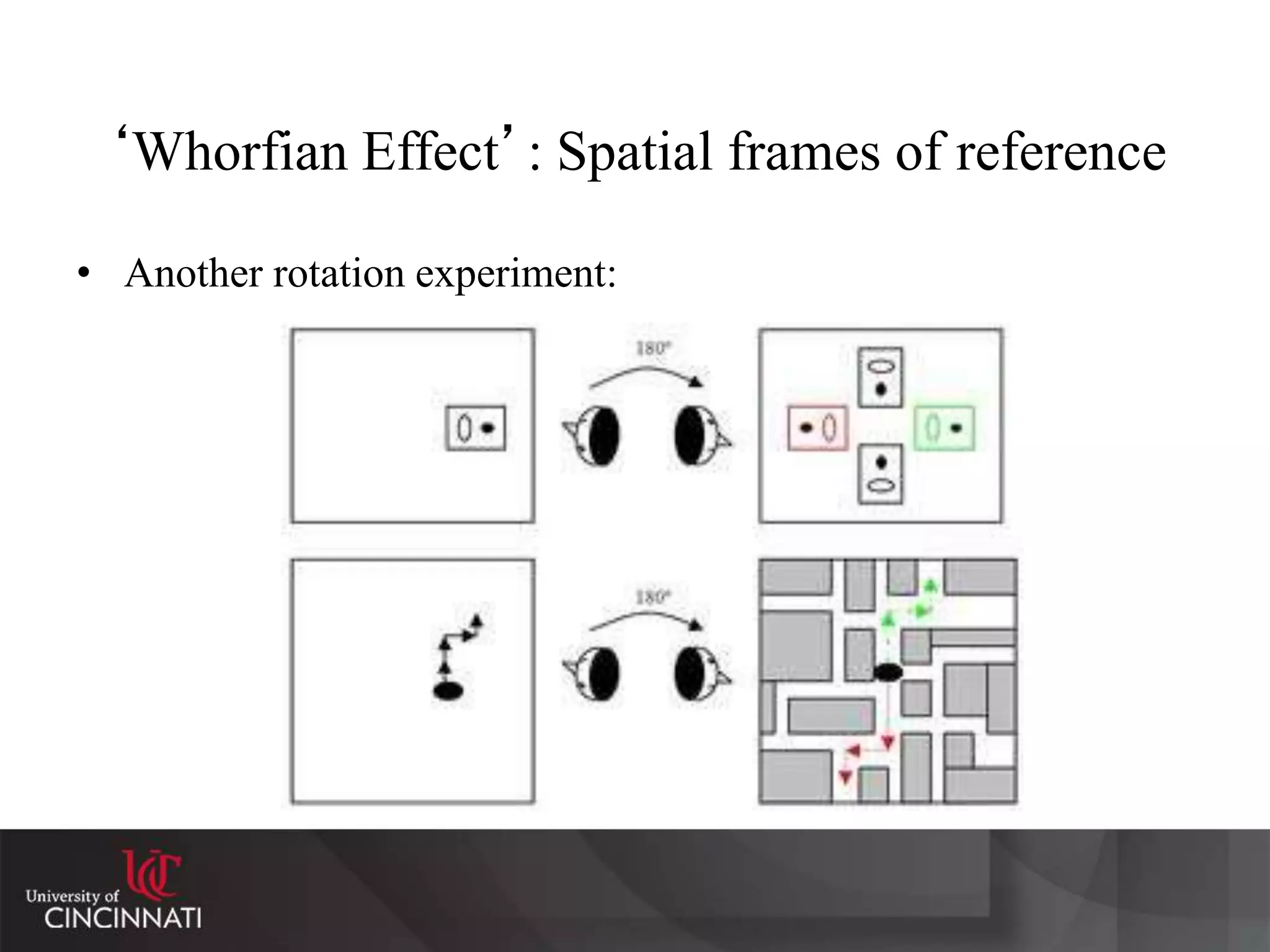 ‘Whorfian Effect’: Spatial frames of reference
• Another rotation experiment:
 