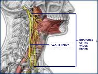VAGUS NERVE
BRANCHES
OF THE
VAGUS
NERVE
 