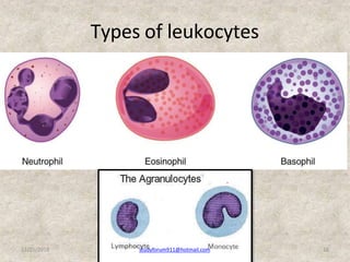 Types of leukocytes
12/25/2018 studyforum911@hotmail.com 16
 