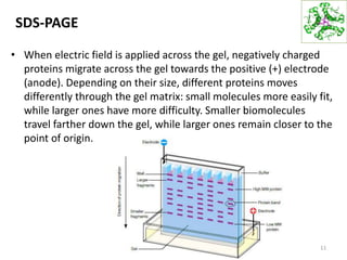 SDS-PAGE
• When electric field is applied across the gel, negatively charged
proteins migrate across the gel towards the positive (+) electrode
(anode). Depending on their size, different proteins moves
differently through the gel matrix: small molecules more easily fit,
while larger ones have more difficulty. Smaller biomolecules
travel farther down the gel, while larger ones remain closer to the
point of origin.
11
 