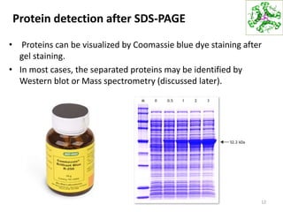 Protein detection after SDS-PAGE
• Proteins can be visualized by Coomassie blue dye staining after
gel staining.
• In most cases, the separated proteins may be identified by
Western blot or Mass spectrometry (discussed later).
12
 