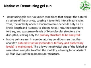 Native vs Denaturing gel run
13
• Denaturing gels are run under conditions that disrupt the natural
structure of the analyte, causing it to unfold into a linear chain.
Thus, the mobility of each macromolecule depends only on its
linear length and its mass-to-charge ratio. Thus, the secondary,
tertiary, and quaternary levels of biomolecular structure are
disrupted, leaving only the primary structure to be analyzed.
• Native gels are run in non-denaturing conditions, so that the
analyte's natural structure (secondary, tertiary, and quaternary
levels) is maintained. This allows the physical size of the folded or
assembled complex to affect the mobility, allowing for analysis of
all four levels of the biomolecular structure.
 
