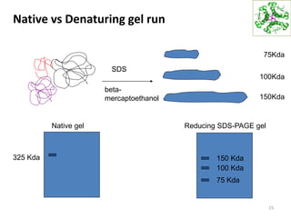 Native vs Denaturing gel run
15
SDS
75Kda
100Kda
150Kda
75 Kda
100 Kda
150 Kda325 Kda
Native gel
beta-
mercaptoethanol
Reducing SDS-PAGE gel
 