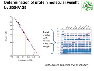 Determination of protein molecular weight
by SDS-PAGE
16
Extrapolate to determine mwt of unknown
Protein
marker
with
known
molecular
weight
 