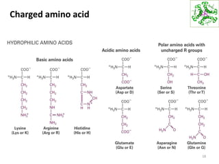 Charged amino acid
18
 