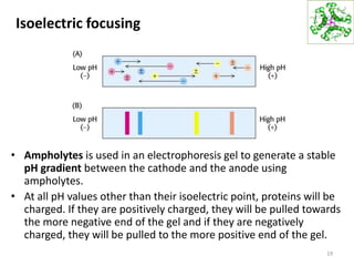 Isoelectric focusing
• Ampholytes is used in an electrophoresis gel to generate a stable
pH gradient between the cathode and the anode using
ampholytes.
• At all pH values other than their isoelectric point, proteins will be
charged. If they are positively charged, they will be pulled towards
the more negative end of the gel and if they are negatively
charged, they will be pulled to the more positive end of the gel.
19
 