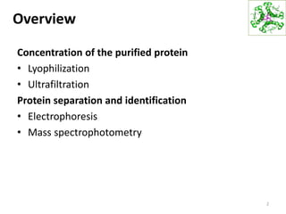 Overview
Concentration of the purified protein
• Lyophilization
• Ultrafiltration
Protein separation and identification
• Electrophoresis
• Mass spectrophotometry
2
 