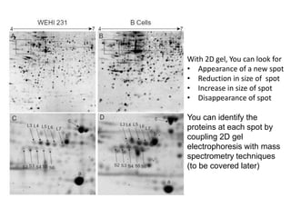 With 2D gel, You can look for
• Appearance of a new spot
• Reduction in size of spot
• Increase in size of spot
• Disappearance of spot
You can identify the
proteins at each spot by
coupling 2D gel
electrophoresis with mass
spectrometry techniques
(to be covered later)
 