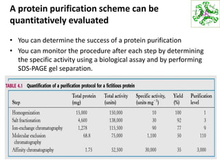 A protein purification scheme can be
quantitatively evaluated
• You can determine the success of a protein purification
• You can monitor the procedure after each step by determining
the specific activity using a biological assay and by performing
SDS-PAGE gel separation.
23
 