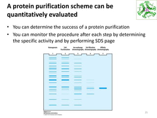 A protein purification scheme can be
quantitatively evaluated
• You can determine the success of a protein purification
• You can monitor the procedure after each step by determining
the specific activity and by performing SDS page
25
 