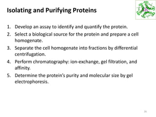 Isolating and Purifying Proteins
1. Develop an assay to identify and quantify the protein.
2. Select a biological source for the protein and prepare a cell
homogenate.
3. Separate the cell homogenate into fractions by differential
centrifugation.
4. Perform chromatography: ion-exchange, gel filtration, and
affinity.
5. Determine the protein’s purity and molecular size by gel
electrophoresis.
26
 