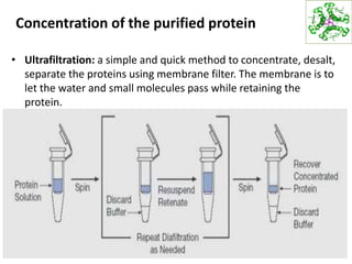 Concentration of the purified protein
• Ultrafiltration: a simple and quick method to concentrate, desalt,
separate the proteins using membrane filter. The membrane is to
let the water and small molecules pass while retaining the
protein.
4
 