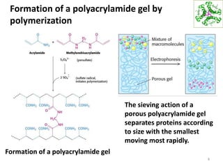 Formation of a polyacrylamide gel by
polymerization
8
Formation of a polyacrylamide gel
The sieving action of a
porous polyacrylamide gel
separates proteins according
to size with the smallest
moving most rapidly.
 