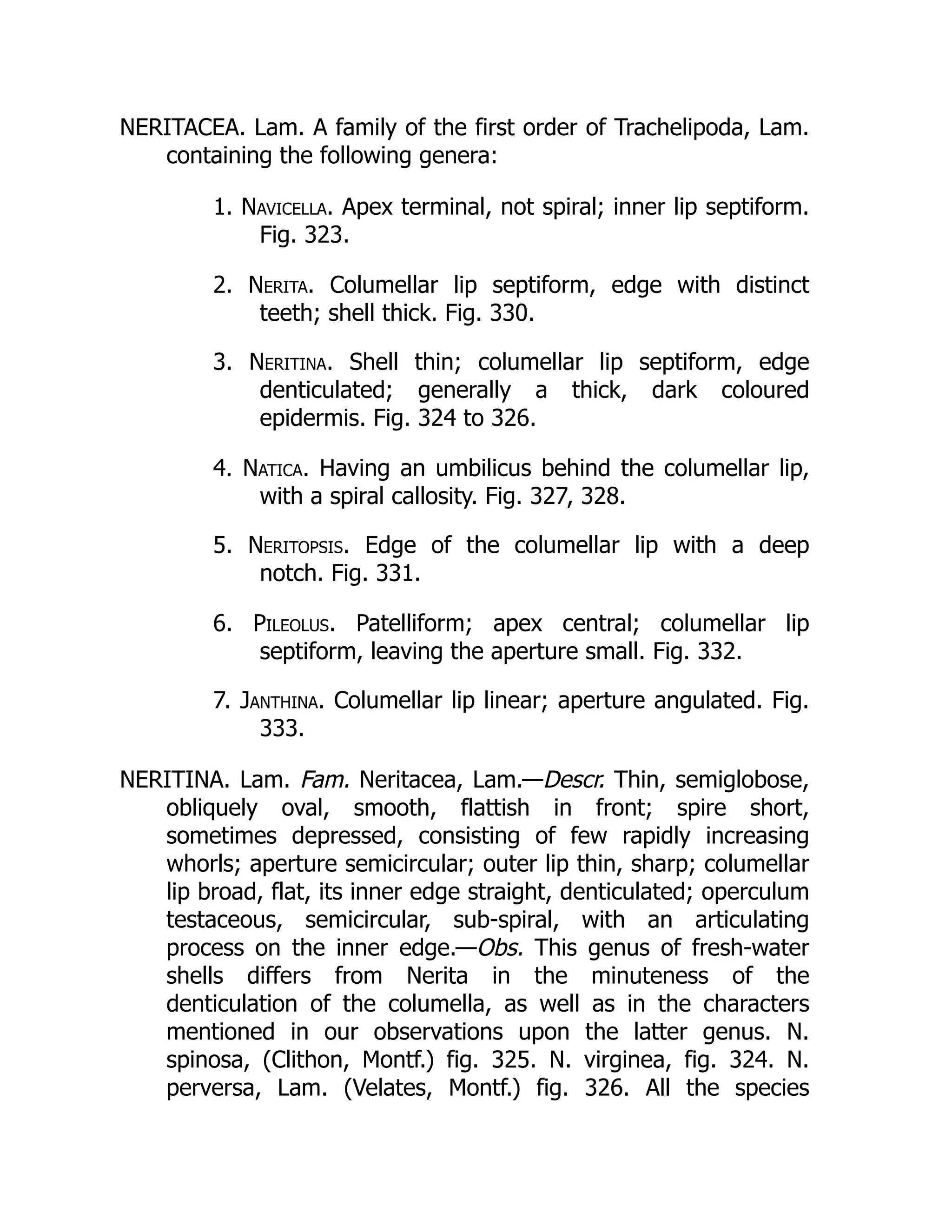 NERITACEA. Lam. A family of the first order of Trachelipoda, Lam.
containing the following genera:
1. Navicella. Apex terminal, not spiral; inner lip septiform.
Fig. 323.
2. Nerita. Columellar lip septiform, edge with distinct
teeth; shell thick. Fig. 330.
3. Neritina. Shell thin; columellar lip septiform, edge
denticulated; generally a thick, dark coloured
epidermis. Fig. 324 to 326.
4. Natica. Having an umbilicus behind the columellar lip,
with a spiral callosity. Fig. 327, 328.
5. Neritopsis. Edge of the columellar lip with a deep
notch. Fig. 331.
6. Pileolus. Patelliform; apex central; columellar lip
septiform, leaving the aperture small. Fig. 332.
7. Janthina. Columellar lip linear; aperture angulated. Fig.
333.
NERITINA. Lam. Fam. Neritacea, Lam.—Descr. Thin, semiglobose,
obliquely oval, smooth, flattish in front; spire short,
sometimes depressed, consisting of few rapidly increasing
whorls; aperture semicircular; outer lip thin, sharp; columellar
lip broad, flat, its inner edge straight, denticulated; operculum
testaceous, semicircular, sub-spiral, with an articulating
process on the inner edge.—Obs. This genus of fresh-water
shells differs from Nerita in the minuteness of the
denticulation of the columella, as well as in the characters
mentioned in our observations upon the latter genus. N.
spinosa, (Clithon, Montf.) fig. 325. N. virginea, fig. 324. N.
perversa, Lam. (Velates, Montf.) fig. 326. All the species
 