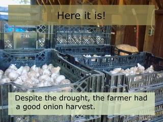 Here it is!
Despite the drought, the farmer had
a good onion harvest.
 