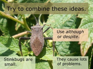 Try to combine these ideas.
Stinkbugs are
small.
They cause lots
of problems.
Use although
or despite.
 