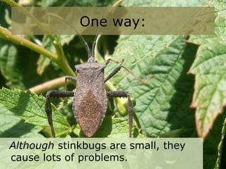 One way:
Although stinkbugs are small, they
cause lots of problems.
 