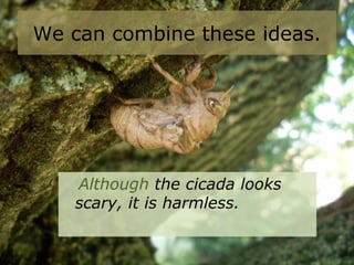 We can combine these ideas.
Although the cicada looks
scary, it is harmless.
 