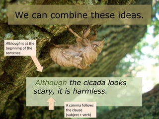 We can combine these ideas.
Although the cicada looks
scary, it is harmless.
Although is at the
beginning of the
sentence.
A comma follows
the clause
(subject + verb)
 