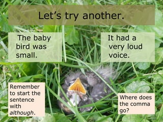 Let’s try another.
The baby
bird was
small.
It had a
very loud
voice.
Remember
to start the
sentence
with
although.
Where does
the comma
go?
 