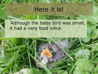 Here it is!
Although the baby bird was small,
it had a very loud voice.
 