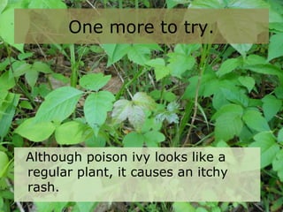 One more to try.
Although poison ivy looks like a
regular plant, it causes an itchy
rash.
 