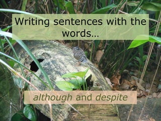 Writing sentences with the
words…
although and despite
 