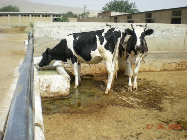 How Much Water Do Sheep And Goats Drink A Day How Much Water Do Sheep And Goats Drink A Day