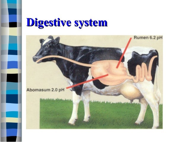 21 animal nutrition and feeds