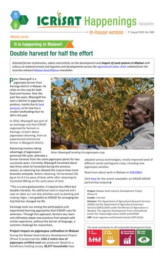 NewsletterHappenings
In-house version 21 August 2020, No.1868
It is happening in Malawi!
Weekly series
Double harvest for half the effort
Peter Mwangofi tending his pigeonpea crop.
Peter Mwangofi is a
pigeonpea farmer from
Karonga district in Malawi. He
relies on the crop for both
food and income. Over the
past few years, Mwangofi has
seen a decline in pigeonpea
produce, mainly due to land
pressure, as he now has a
smaller landholding than he
did in the past.
In 2016, Mwangofi was part of
an exchange visit that ICRISAT
organized for farmers in
Karonga, to learn about
pigeonpea ratooning, from an
experienced commercial
farmer in Mangochi district.
Ratooning involves taking
advantage of pigeonpea’s
perennial life cycle, whereby a
farmer harvests from the same pigeonpea plants for two
successive years. Currently, Mwangofi harvested about
two times what he harvested during the previous
season, as ratooning has allowed the crop to have more
branches and pods. Before ratooning, he harvested 250
kg on his 0.1 ha piece of land, while after ratooning he
harvested 480 kg on the same piece of land.
“This is a very good practice. It requires less effort but
doubles harvests. No additional seed is required and I
save on labor as I can skip activities such as planting and
making ridges. I am grateful to ICRISAT for arranging the
trip that has changed my life.
Exchange visits are among the participatory and
experiential learning approaches that ICRISAT uses for
extension. Through this approach, farmers see, learn
and ultimately adopt new practices from people with
similar experience, without the barrier of language, a
common challenge for researchers.
Project impact on pigeonpea cultivation in Malawi
During the Malawi Seed Industry Development Project
(Phase II) project period, 1262.2 metric tons of
pigeonpea certified seed was produced. Based on a
beneficiary tracking survey, 38,477 households have
adopted various technologies, mostly improved seed of
different cereal and legume crops, including new
pigeonpea varieties.
Read more about work in Malawi on EXPLOREit
Click here for the recent newsletter on ICRISAT-MSIDP
partnership outputs
Photo: ICRISAT, Malawi
Project: Malawi Seed Industry Development Project
(Phase II)
Funder: Irish Aid
Partners: The Department of Agricultural Research Services
(DARS) and the Department of Agricultural Extension
Services (DAES) (both under the Ministry of Agriculture in
Malawi), The Legumes Development Trust; International
Center for Tropical Agriculture (CIAT) and ICRISAT
CRP: Grain Legumes and Dryland Cereals (CRP-GLDC)
This work contributes to UN Sustainable Development Goals
Selected farmer testimonies, videos and articles on the development and impact of seed systems in Malawi with
a focus on dryland cereals and legumes and developments across the agricultural value chain collated from the
recently-released Malawi Seed Alliance newsletter.
 