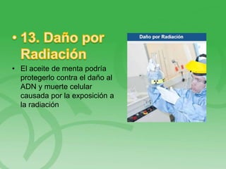 • El aceite de menta podría
protegerlo contra el daño al
ADN y muerte celular
causada por la exposición a
la radiación
 