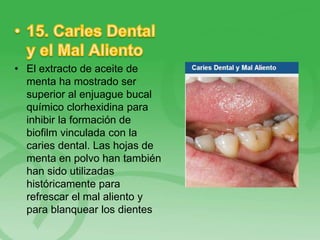 • El extracto de aceite de
menta ha mostrado ser
superior al enjuague bucal
químico clorhexidina para
inhibir la formación de
biofilm vinculada con la
caries dental. Las hojas de
menta en polvo han también
han sido utilizadas
históricamente para
refrescar el mal aliento y
para blanquear los dientes
 