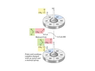 21 biosíntesis de lípidos