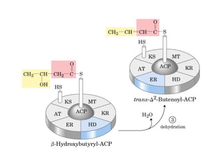 21 biosíntesis de lípidos