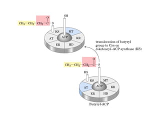 21 biosíntesis de lípidos