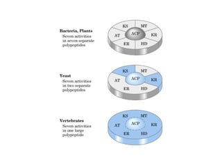 21 biosíntesis de lípidos