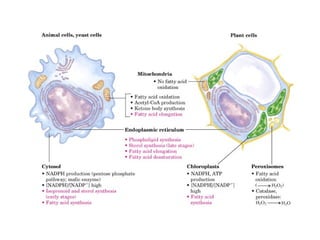21 biosíntesis de lípidos