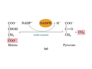21 biosíntesis de lípidos