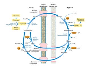 21 biosíntesis de lípidos