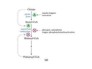 21 biosíntesis de lípidos
