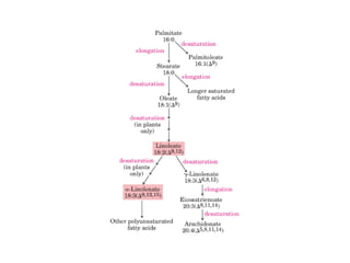 21 biosíntesis de lípidos