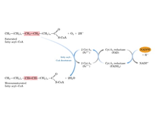 21 biosíntesis de lípidos
