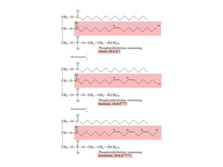 21 biosíntesis de lípidos